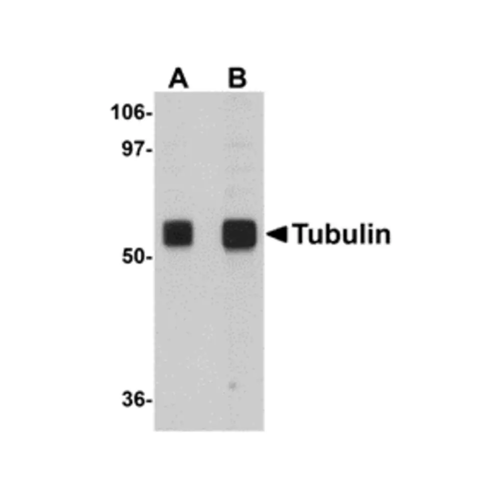 ProSci 5103_S Alpha-tubulin Antibody, ProSci, 0.02 mg/Unit Primary Image
