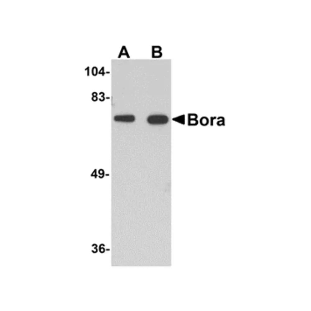 ProSci 5107_S Bora Antibody, ProSci, 0.02 mg/Unit Primary Image