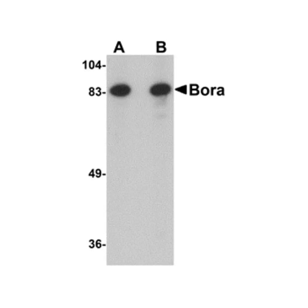 ProSci 5117_S Bora Antibody, ProSci, 0.02 mg/Unit Primary Image