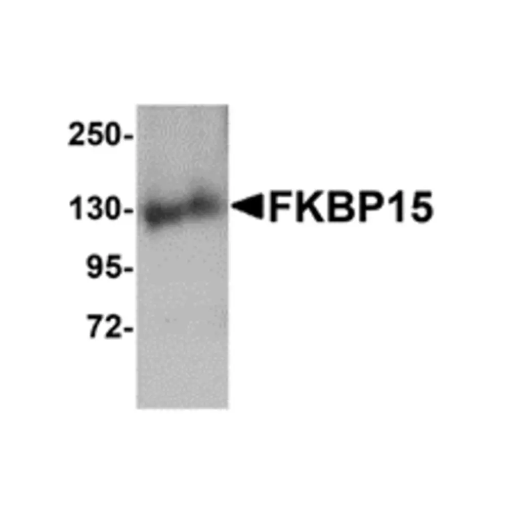 ProSci 5135 FKBP15 Antibody, ProSci, 0.1 mg/Unit Primary Image