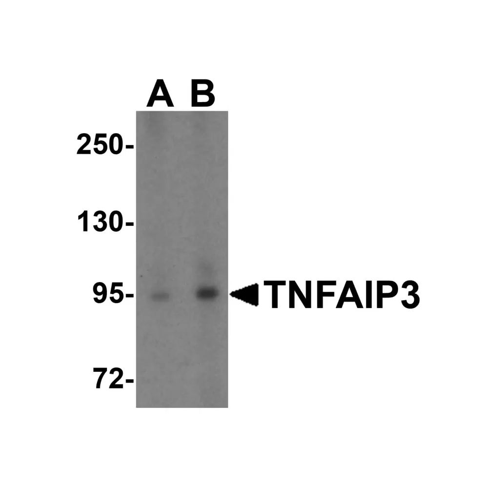 ProSci 5145 TNFAIP3 Antibody, ProSci, 0.1 mg/Unit Primary Image