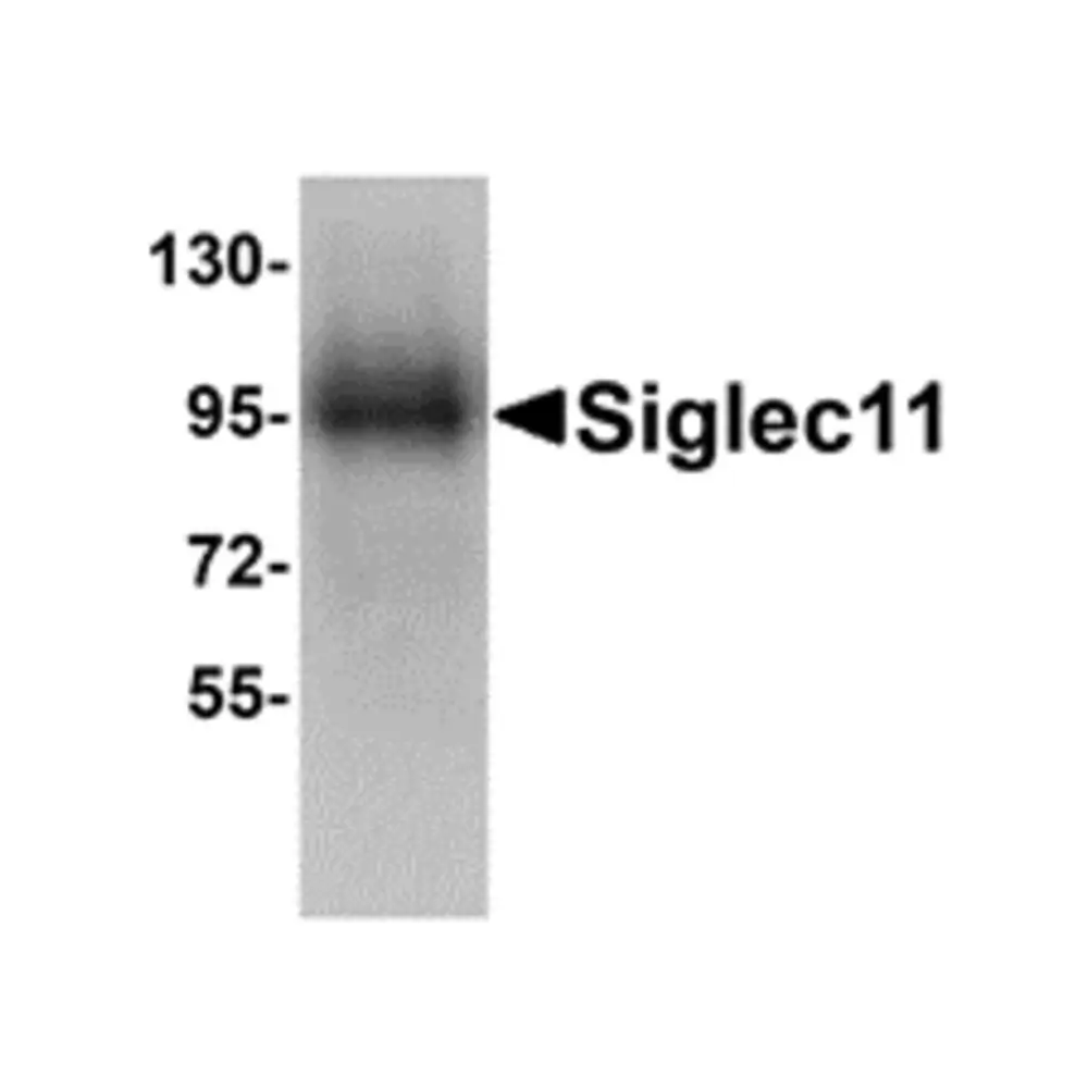 ProSci 5151 Siglec11 Antibody, ProSci, 0.1 mg/Unit Primary Image