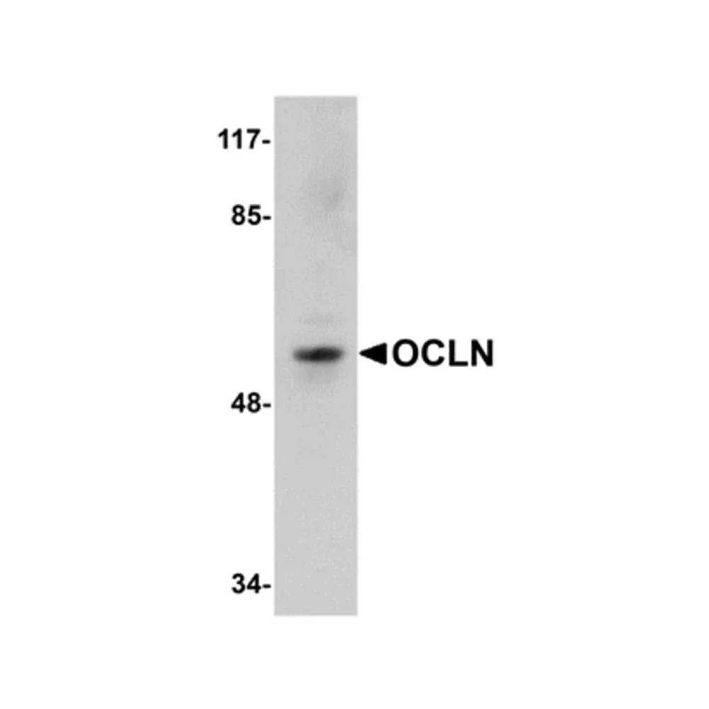 ProSci 5191 OCLN Antibody, ProSci, 0.1 mg/Unit Primary Image