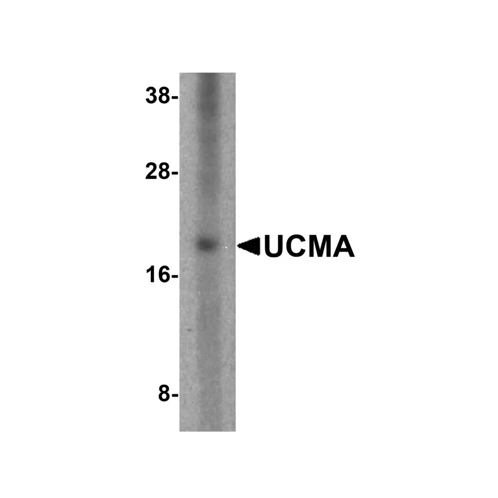 ProSci 5211 UCMA Antibody, ProSci, 0.1 mg/Unit Primary Image