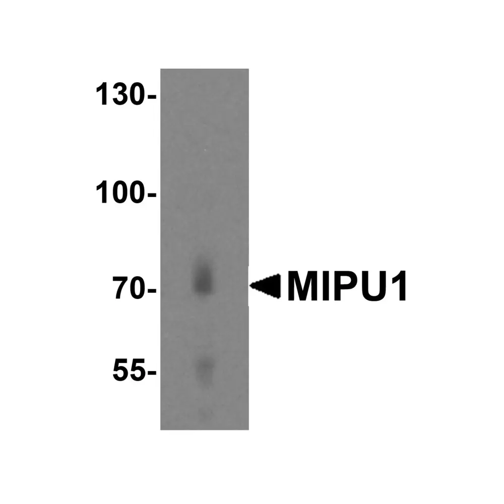 ProSci 5219 MIPU1 Antibody, ProSci, 0.1 mg/Unit Primary Image