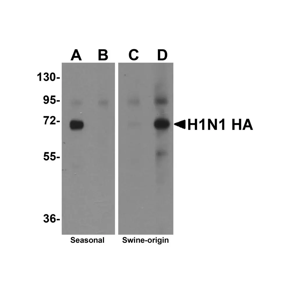 ProSci 5231 Seasonal H1N1 Hemagglutinin Antibody, ProSci, 0.1 mg/Unit Primary Image