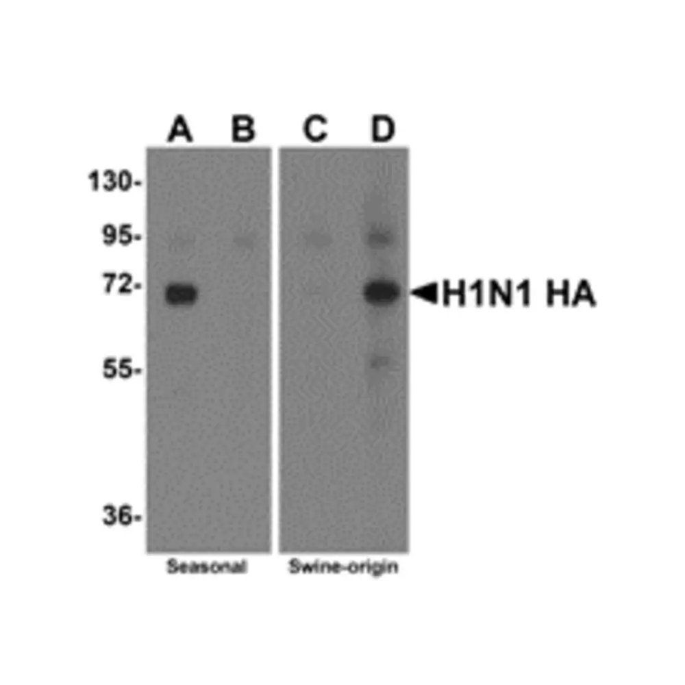 ProSci 5233_S Swine H1N1 Hemagglutinin Antibody, ProSci, 0.02 mg/Unit Primary Image