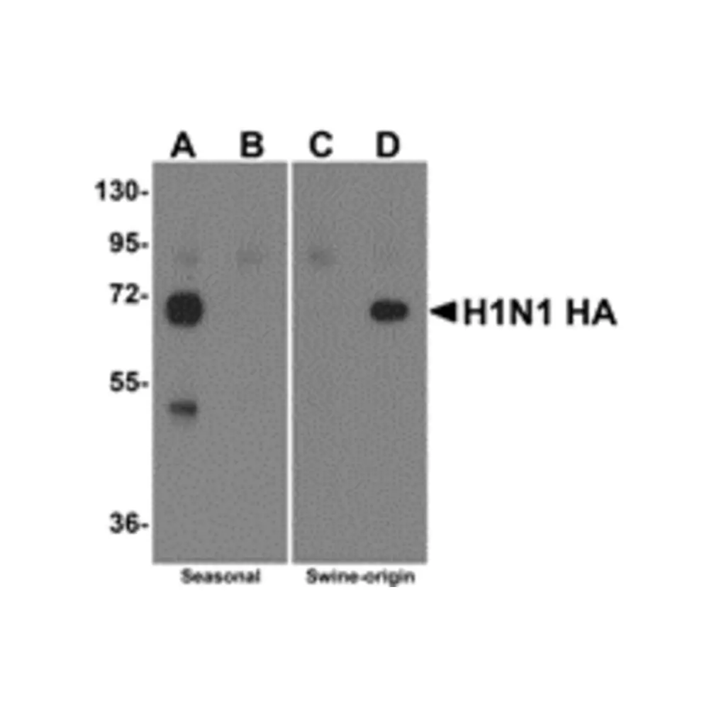 ProSci 5237_S Swine H1N1 Hemagglutinin Antibody, ProSci, 0.02 mg/Unit Primary Image
