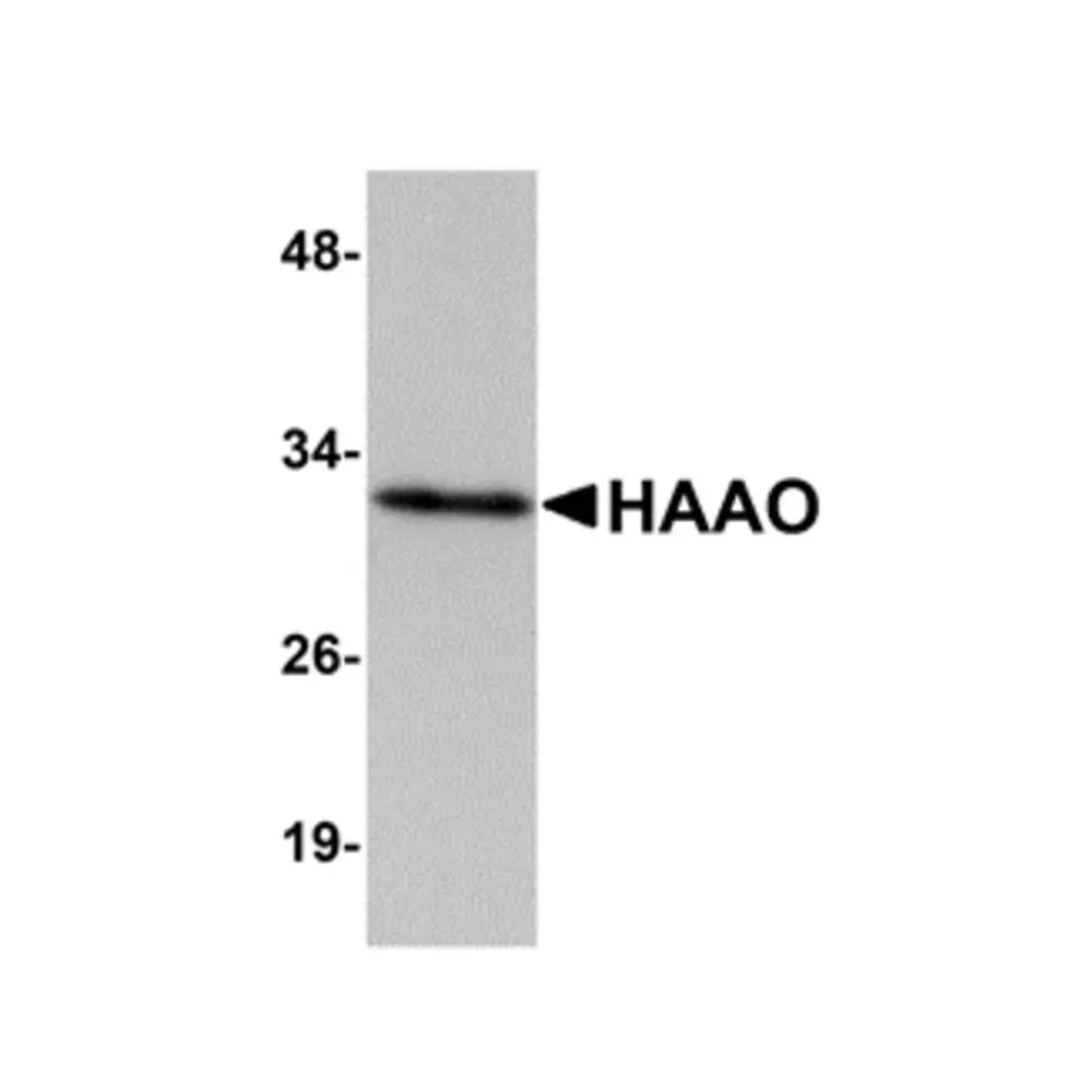 ProSci 5251_S HAAO Antibody, ProSci, 0.02 mg/Unit Primary Image