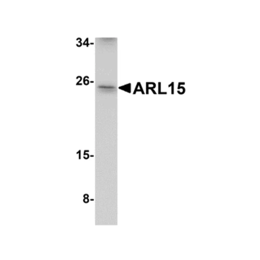 ProSci 5263 ARL15 Antibody, ProSci, 0.1 mg/Unit Primary Image