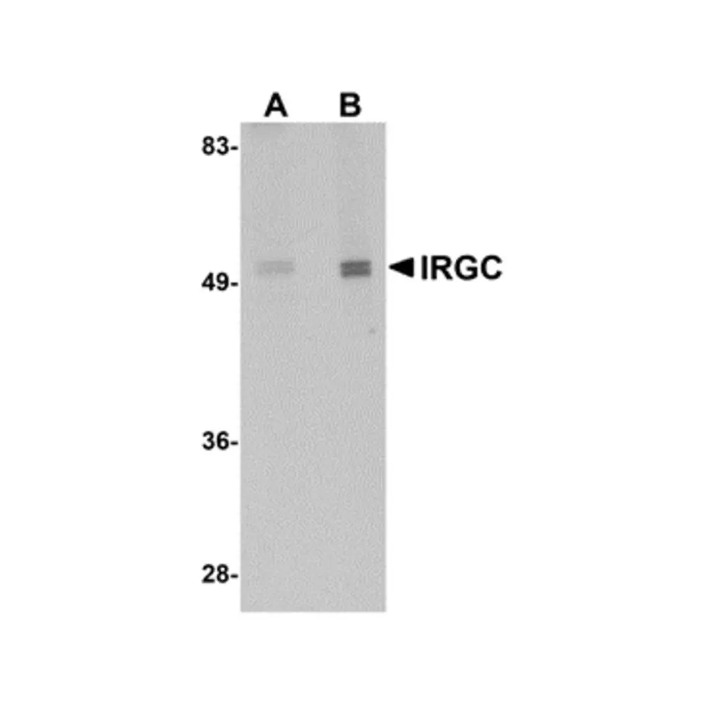 ProSci 5295 IRGC Antibody, ProSci, 0.1 mg/Unit Primary Image