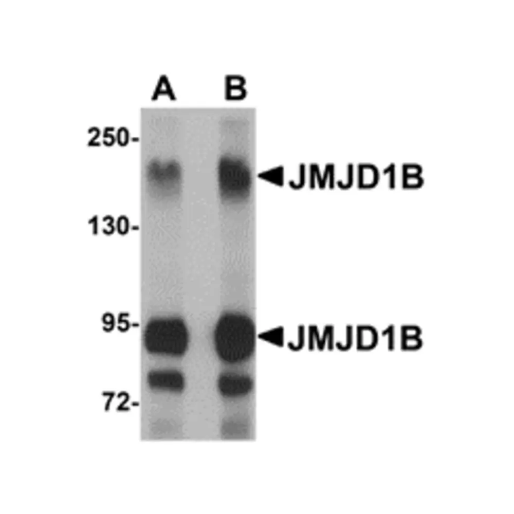 ProSci 5369 JMJD1B Antibody, ProSci, 0.1 mg/Unit Primary Image