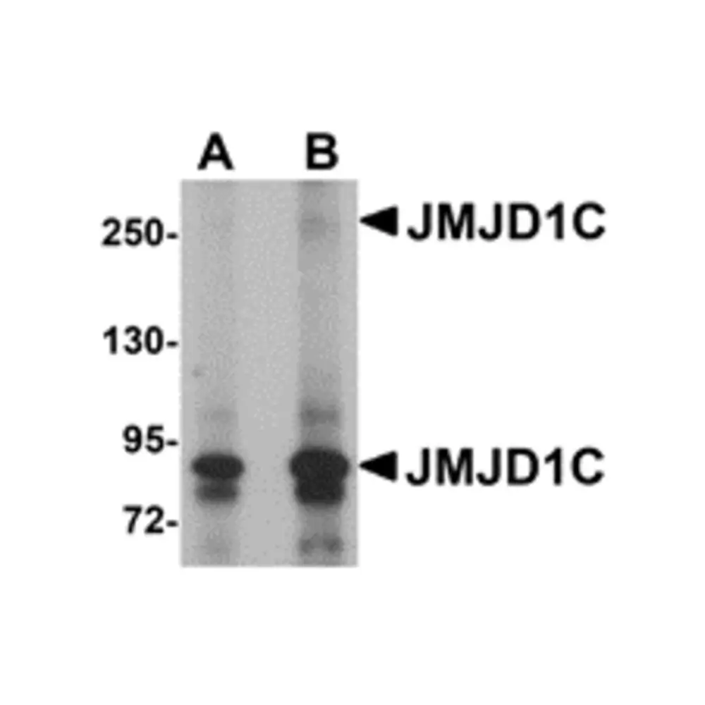 ProSci 5371 JMJD1C Antibody, ProSci, 0.1 mg/Unit Primary Image