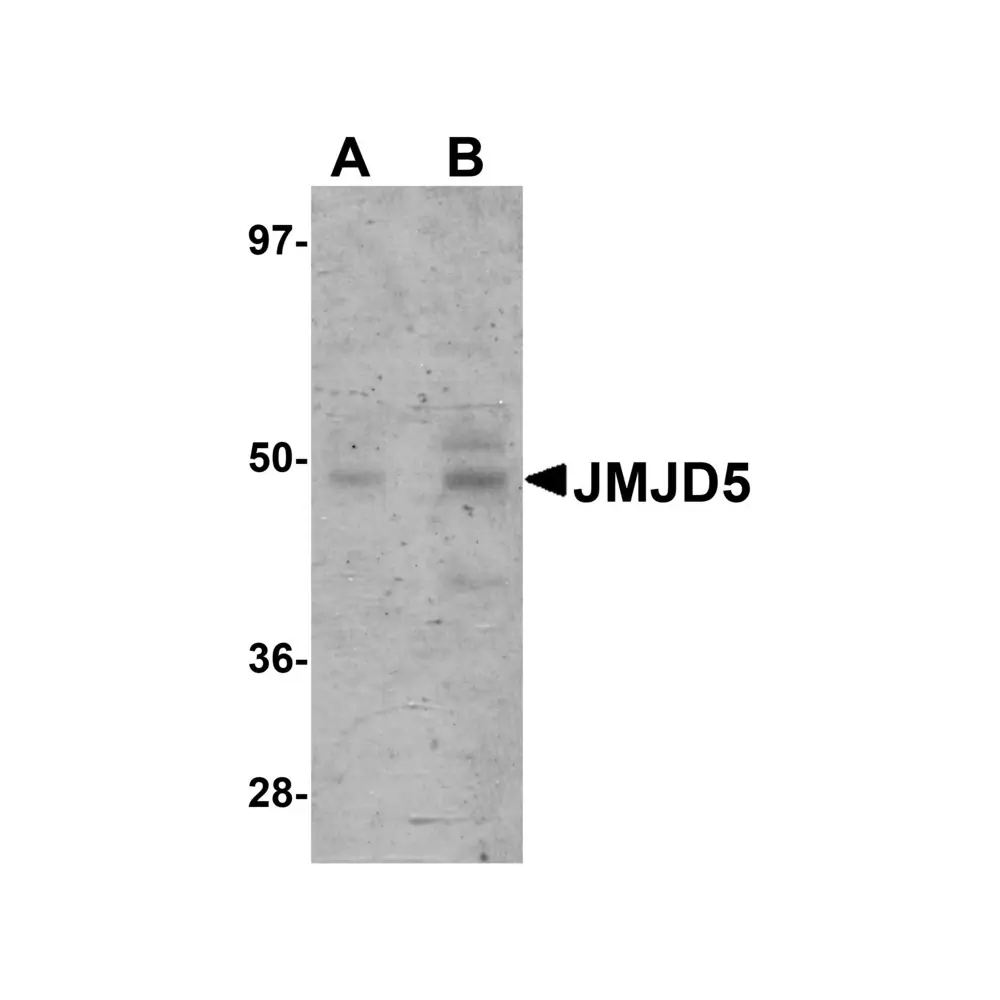 ProSci 5381 JMJD5 Antibody, ProSci, 0.1 mg/Unit Primary Image