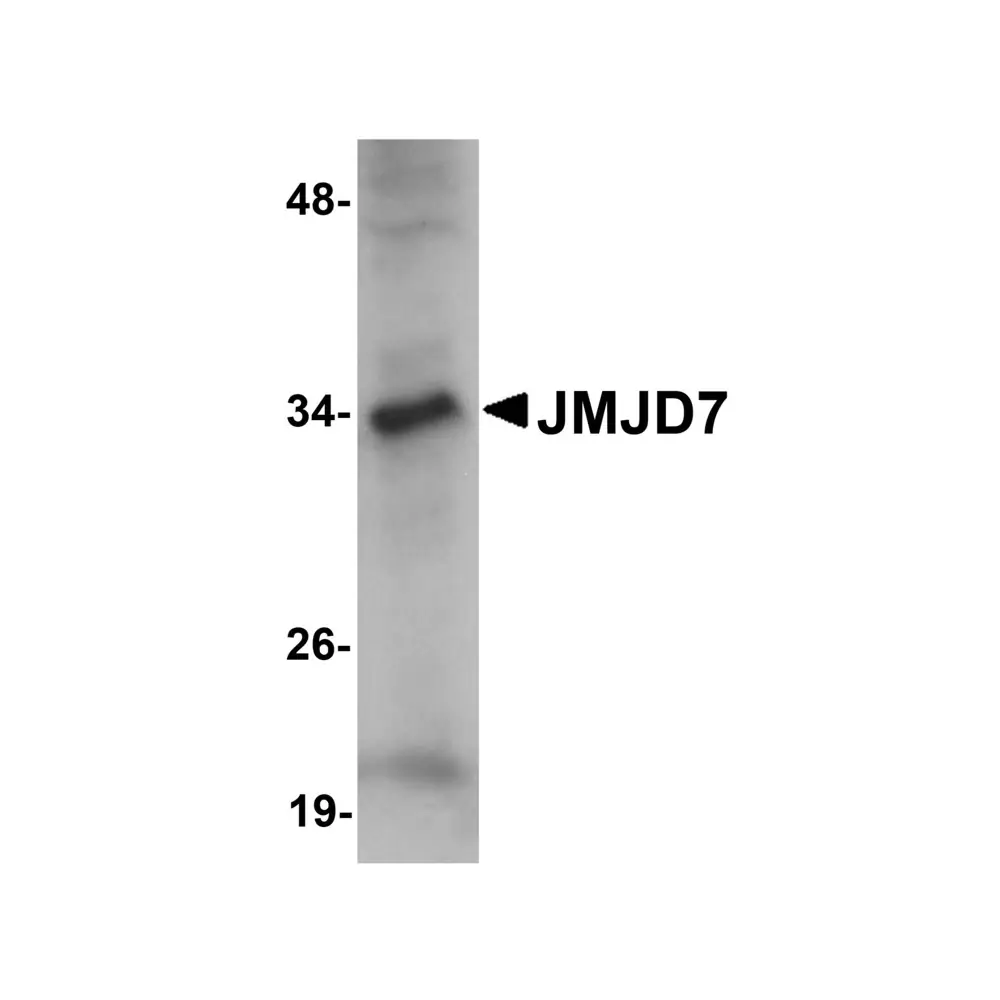 ProSci 5385 JMJD7 Antibody, ProSci, 0.1 mg/Unit Primary Image