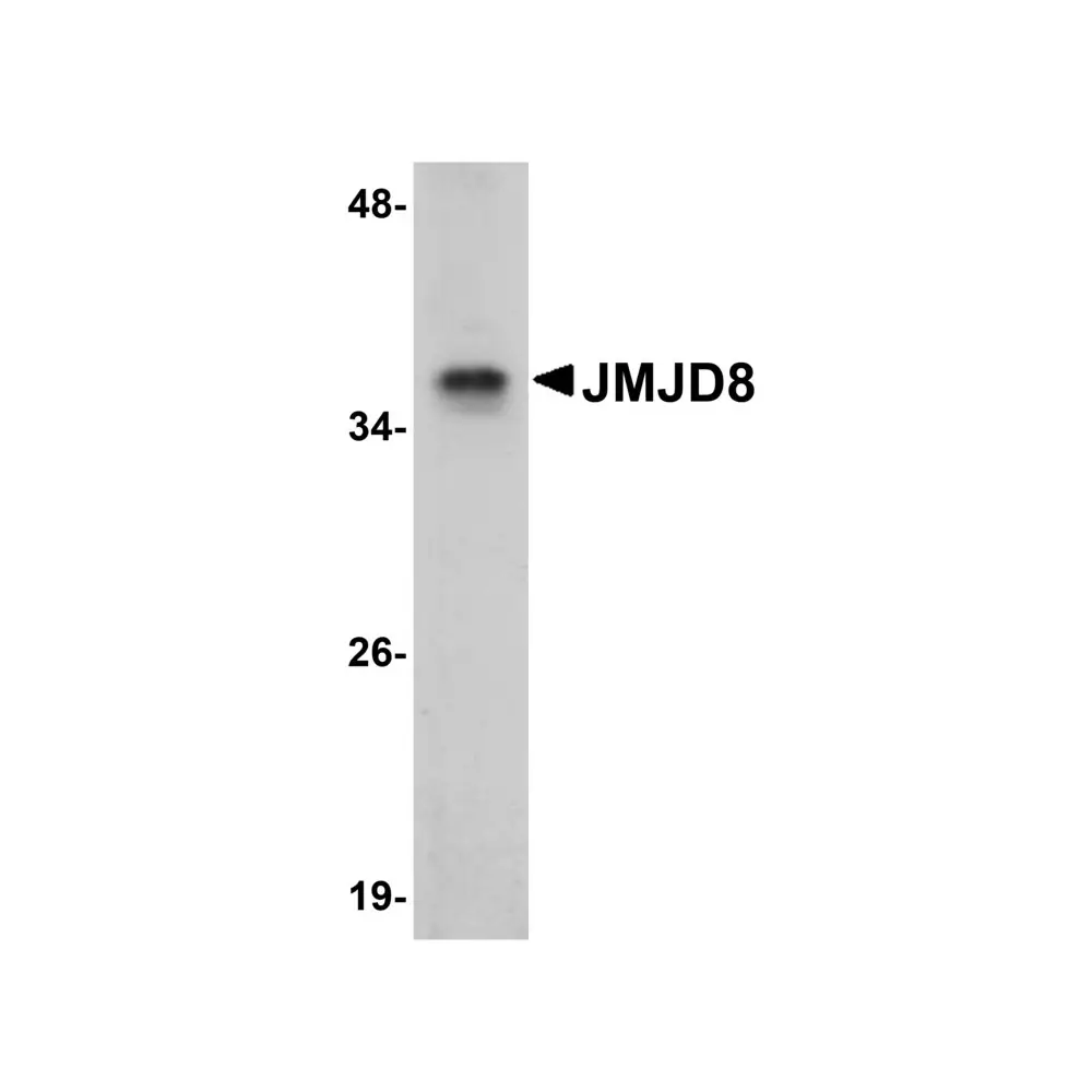 ProSci 5387_S JMJD8 Antibody, ProSci, 0.02 mg/Unit Primary Image
