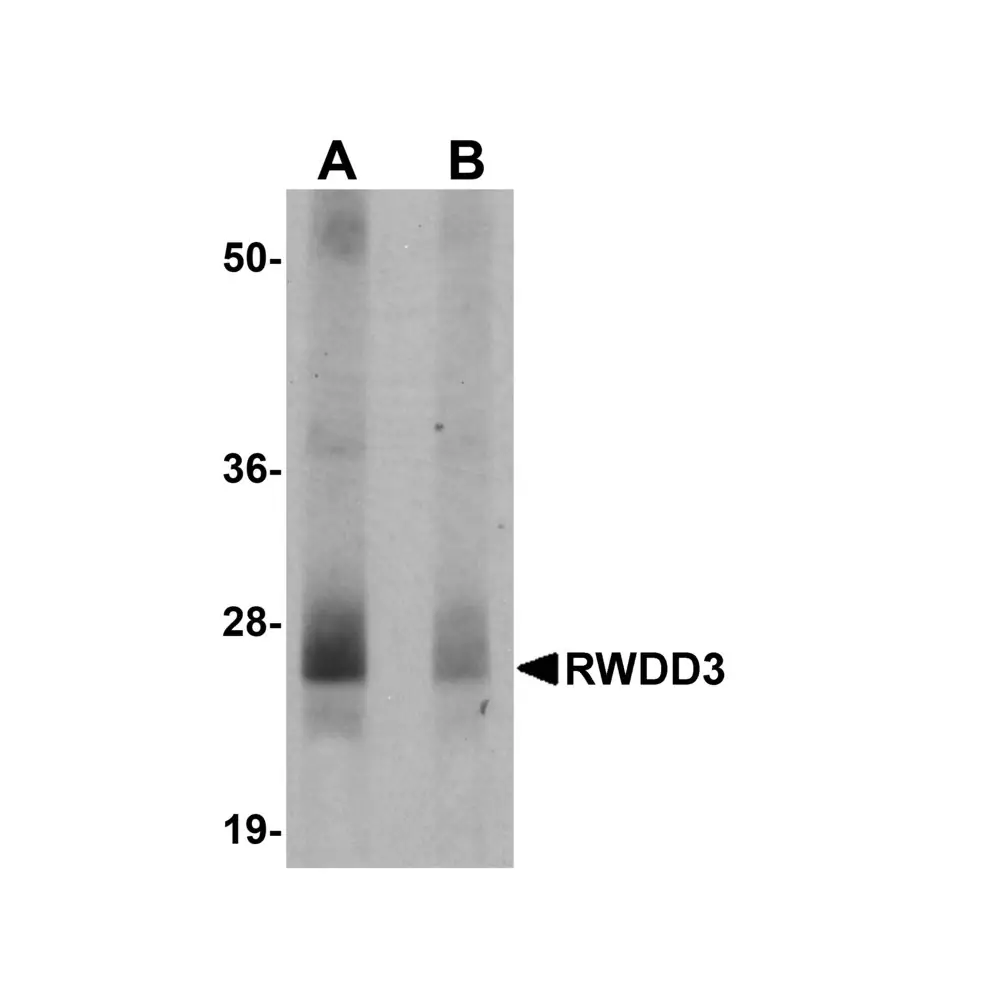 ProSci 5409_S RWDD3 Antibody, ProSci, 0.02 mg/Unit Primary Image