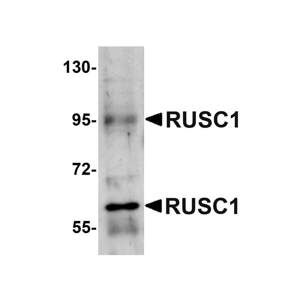 ProSci 5411_S RUSC1 Antibody, ProSci, 0.02 mg/Unit Primary Image
