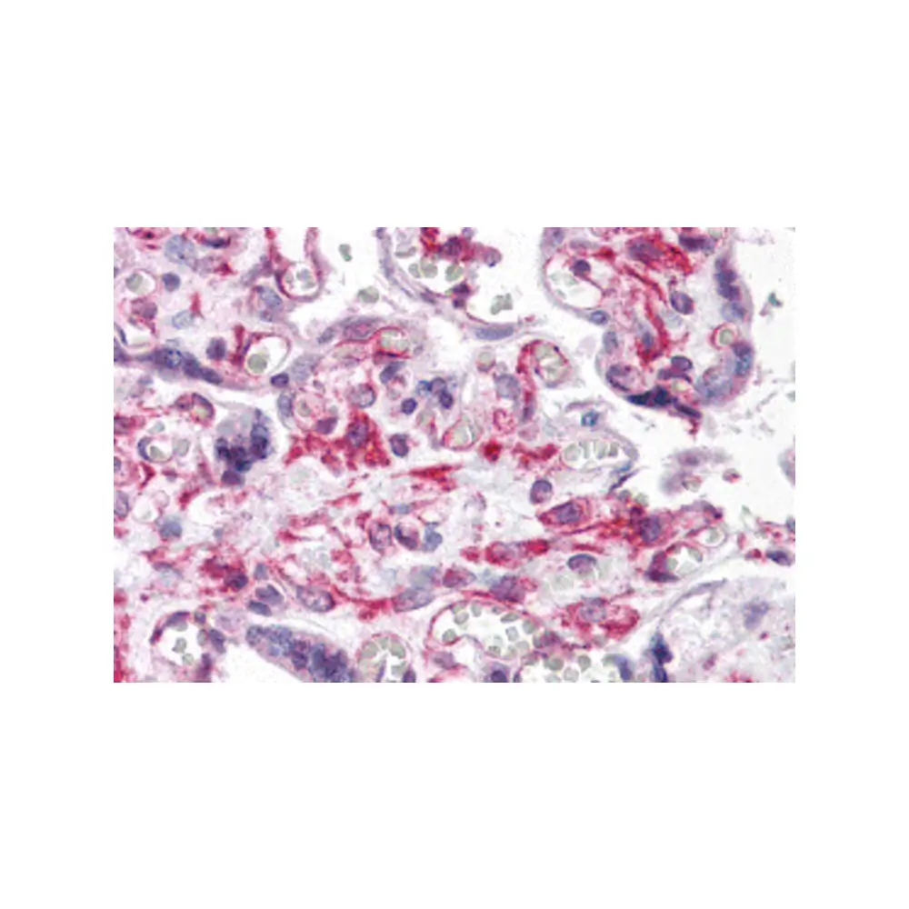 ProSci 5413_S RUSC2 Antibody, ProSci, 0.02 mg/Unit Primary Image