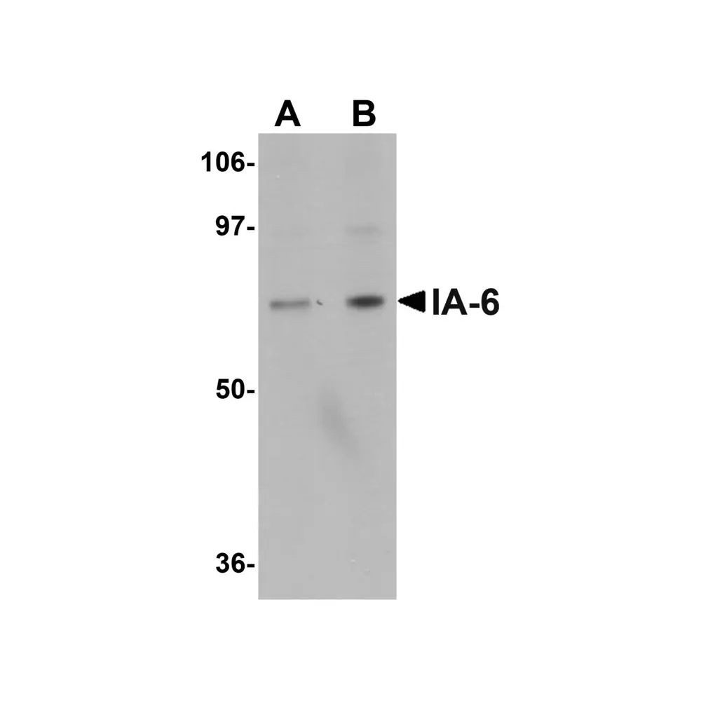 ProSci 5417 IA-6 Antibody, ProSci, 0.1 mg/Unit Primary Image
