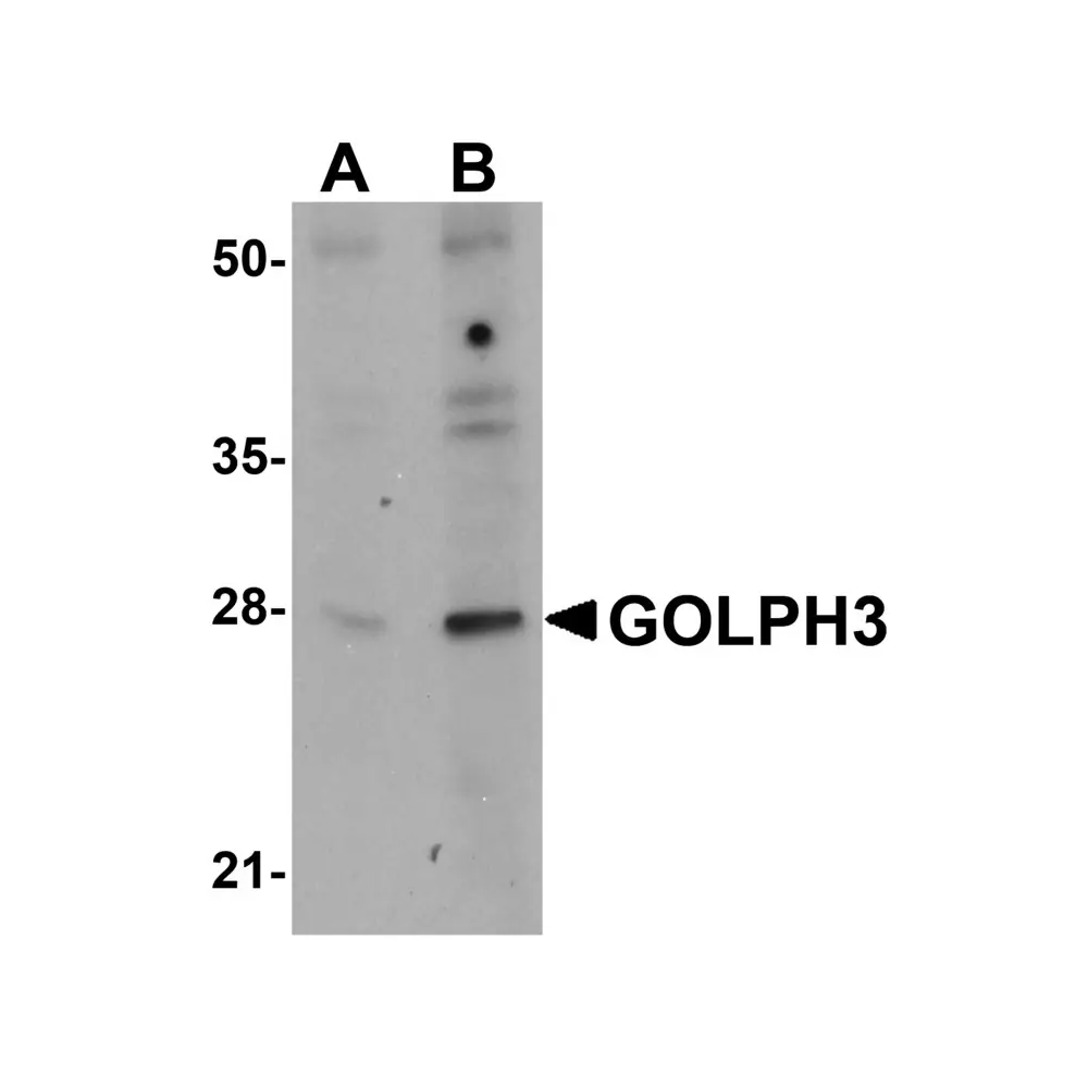 ProSci 5443 GOLPH3 Antibody, ProSci, 0.1 mg/Unit Primary Image