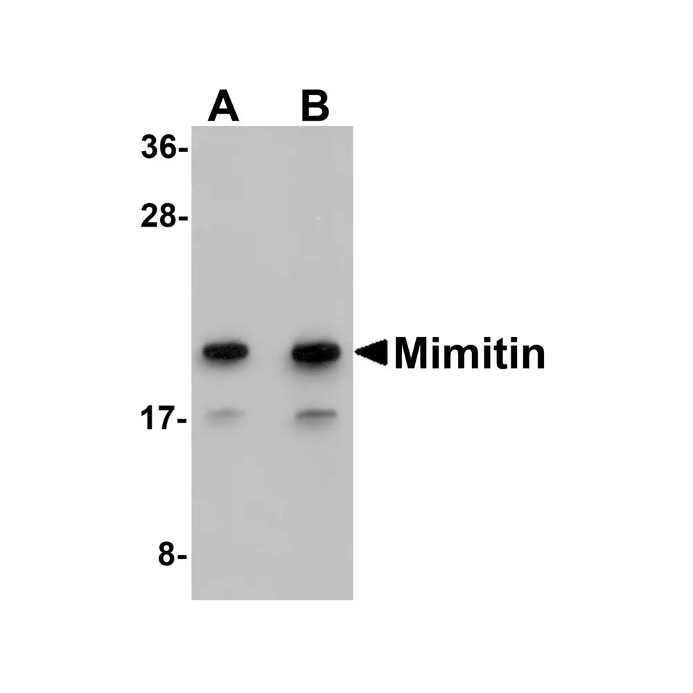 ProSci 5445 Mimitin Antibody, ProSci, 0.1 mg/Unit Primary Image