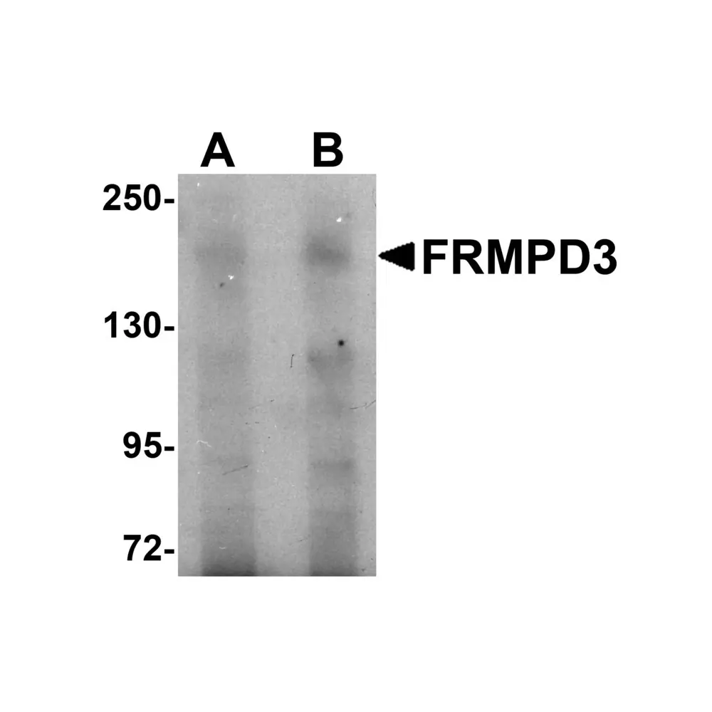 ProSci 5457 FRMPD3 Antibody, ProSci, 0.1 mg/Unit Primary Image