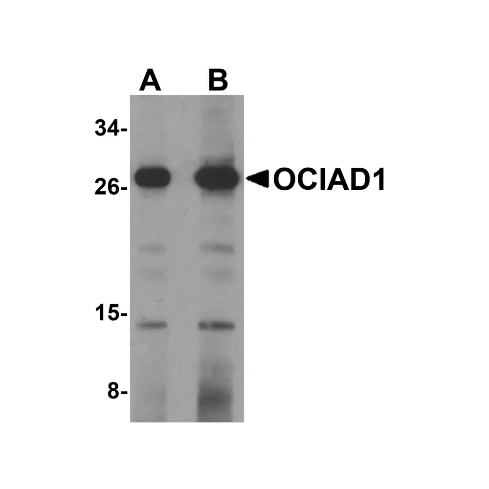 ProSci 5461 OCIAD1 Antibody, ProSci, 0.1 mg/Unit Primary Image