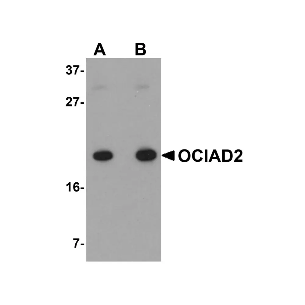 ProSci 5463_S OCIAD2 Antibody, ProSci, 0.02 mg/Unit Primary Image