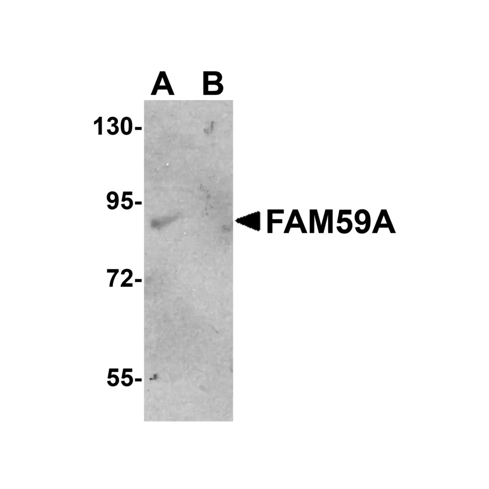ProSci 5479 FAM59A Antibody, ProSci, 0.1 mg/Unit Primary Image