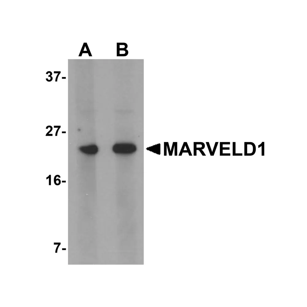 ProSci 5499_S MARVELD1 Antibody, ProSci, 0.02 mg/Unit Primary Image