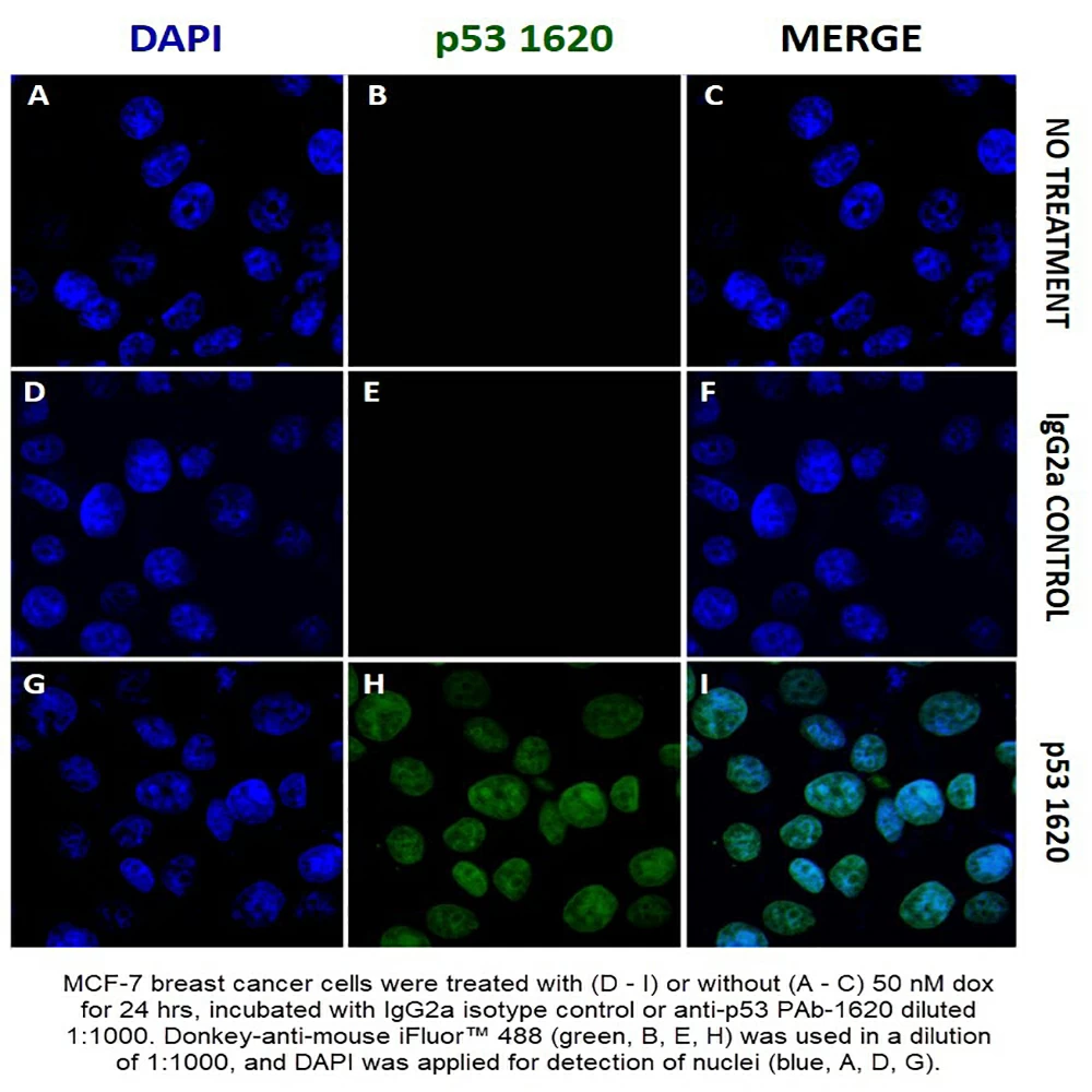 Caprico Biotechnologies 102201 Anti-p53 WT Unconjugated, Clone PAB1620, Mouse IgG2a, k, 100ug/Unit primary image