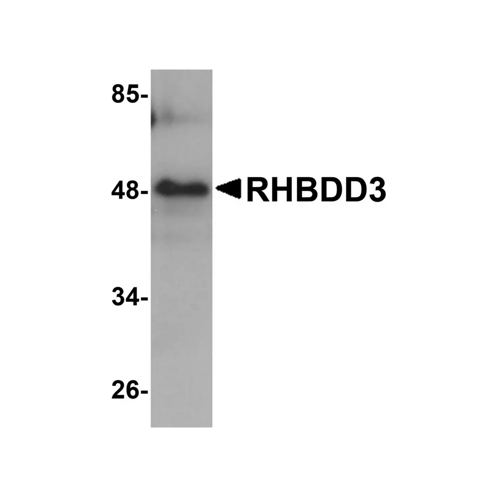 ProSci 5529 RHBDD3 Antibody, ProSci, 0.1 mg/Unit Primary Image