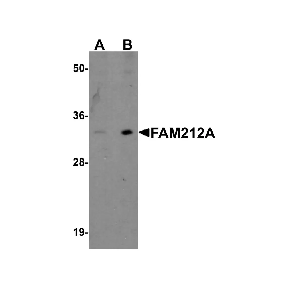 ProSci 5531 FAM212A Antibody, ProSci, 0.1 mg/Unit Primary Image