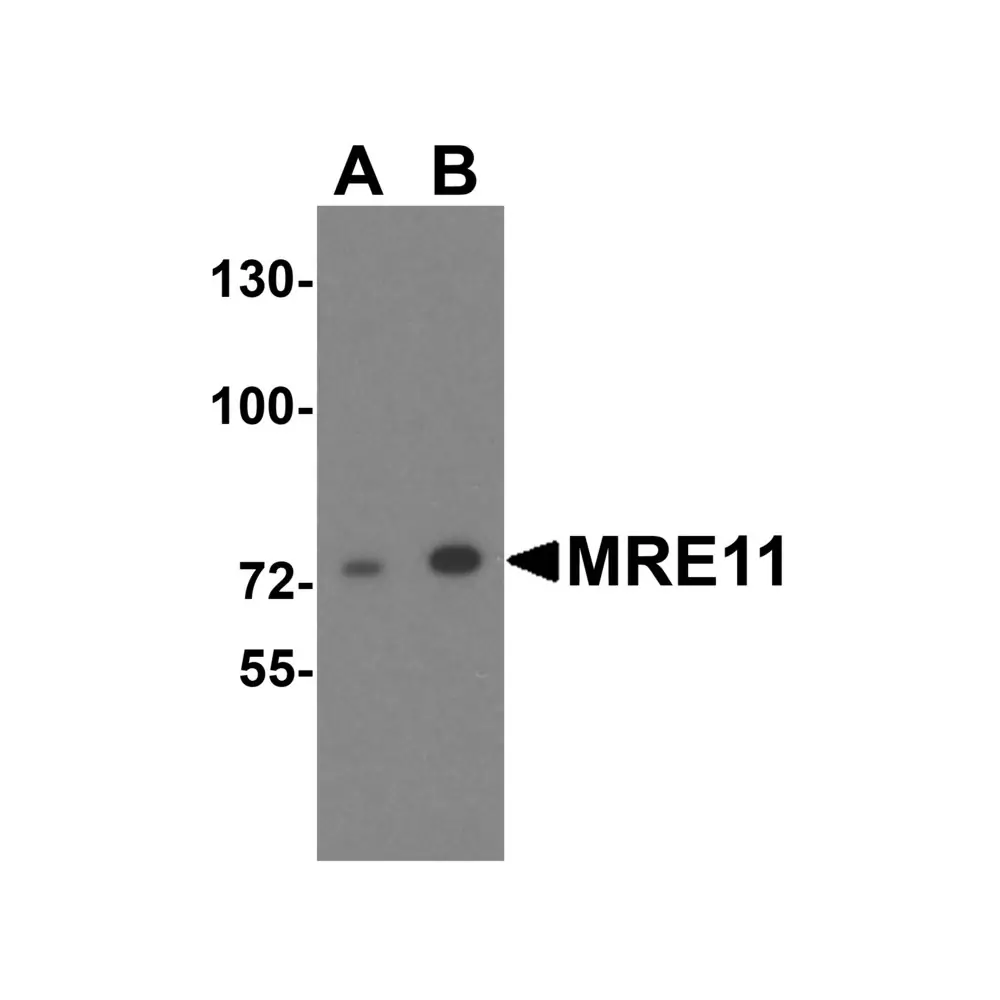 ProSci 5547 MRE11 Antibody, ProSci, 0.1 mg/Unit Primary Image