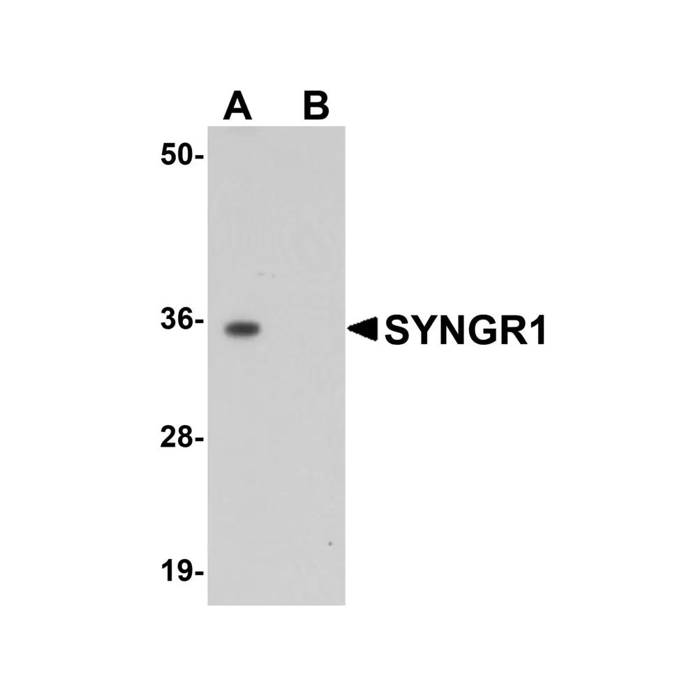 ProSci 5563 SYNGR1 Antibody, ProSci, 0.1 mg/Unit Primary Image