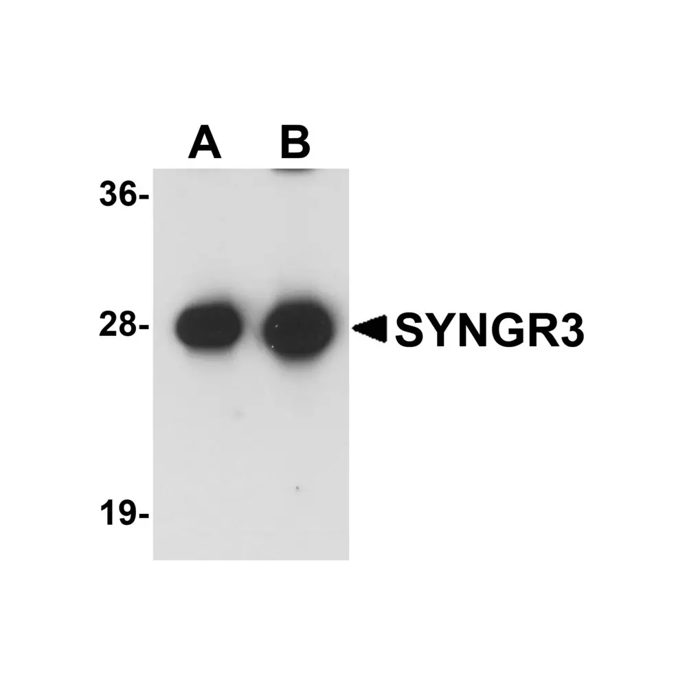 ProSci 5567 SYNGR3 Antibody, ProSci, 0.1 mg/Unit Primary Image