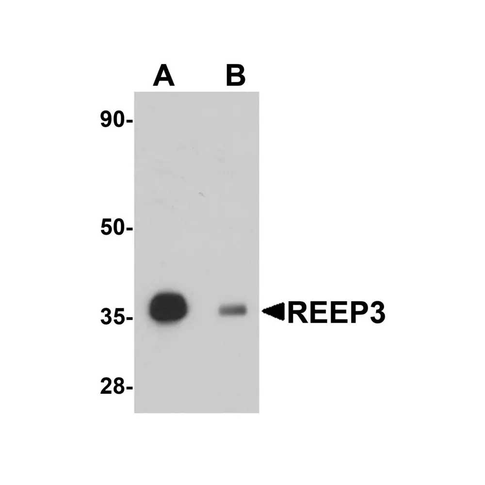 ProSci 5573 REEP3 Antibody, ProSci, 0.1 mg/Unit Primary Image