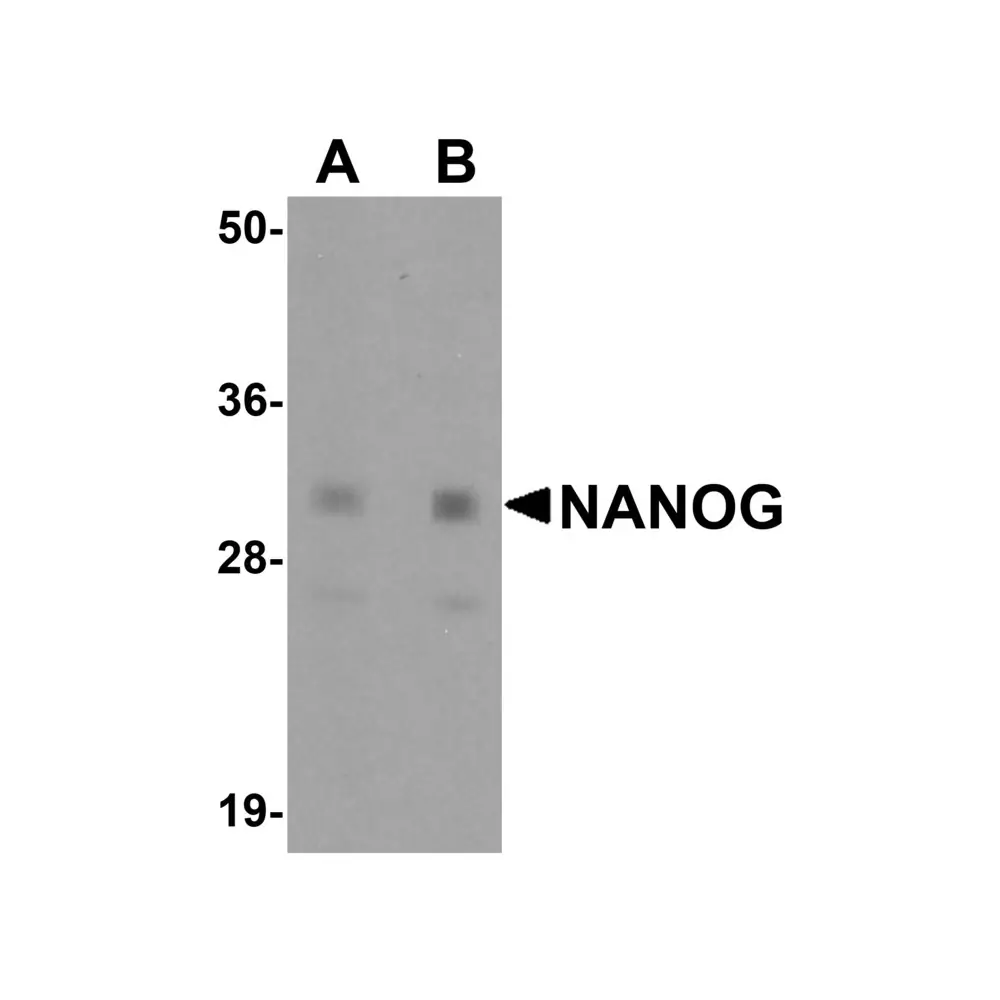 ProSci 5585_S NANOG Antibody, ProSci, 0.02 mg/Unit Primary Image