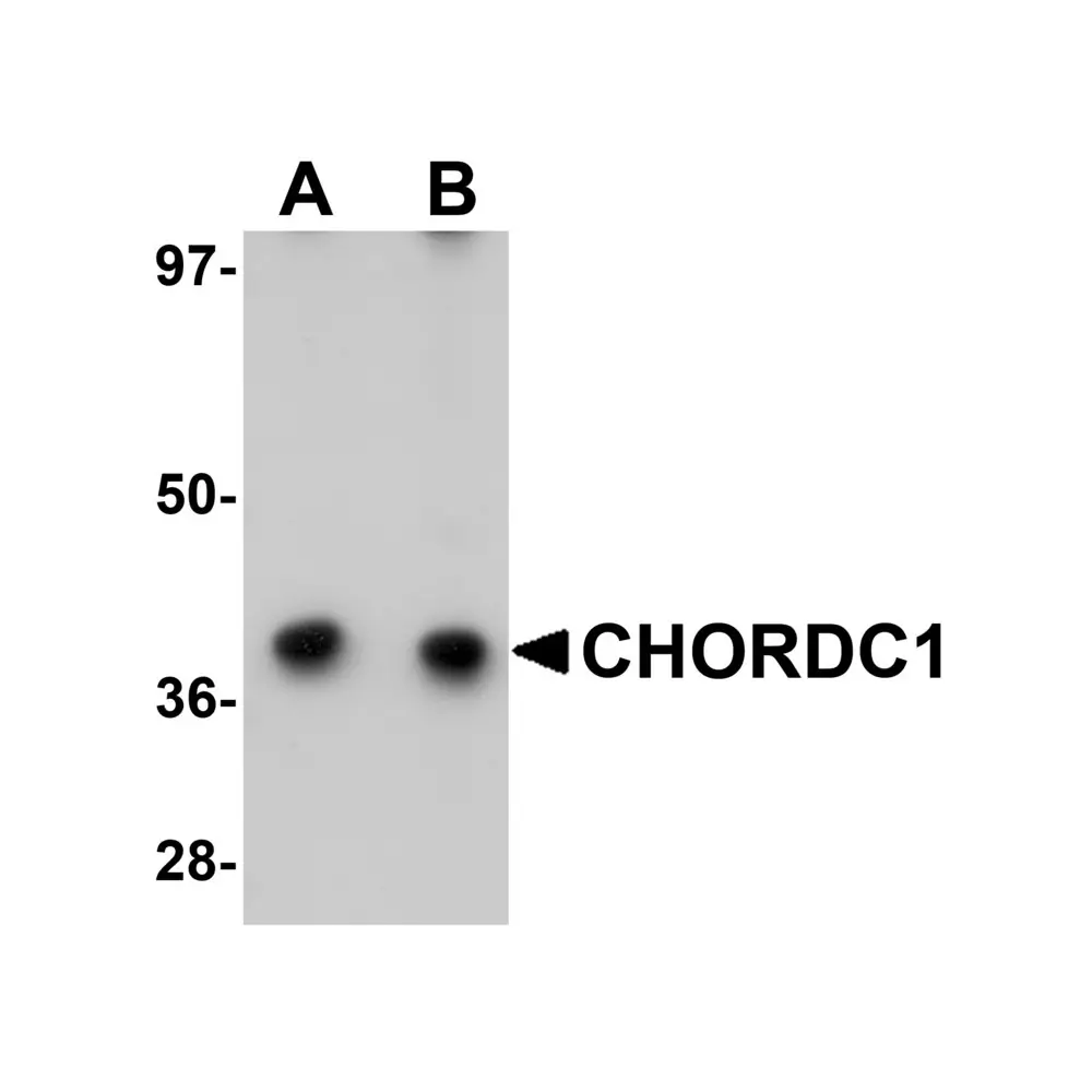 ProSci 5587 CHORDC1 Antibody, ProSci, 0.1 mg/Unit Primary Image