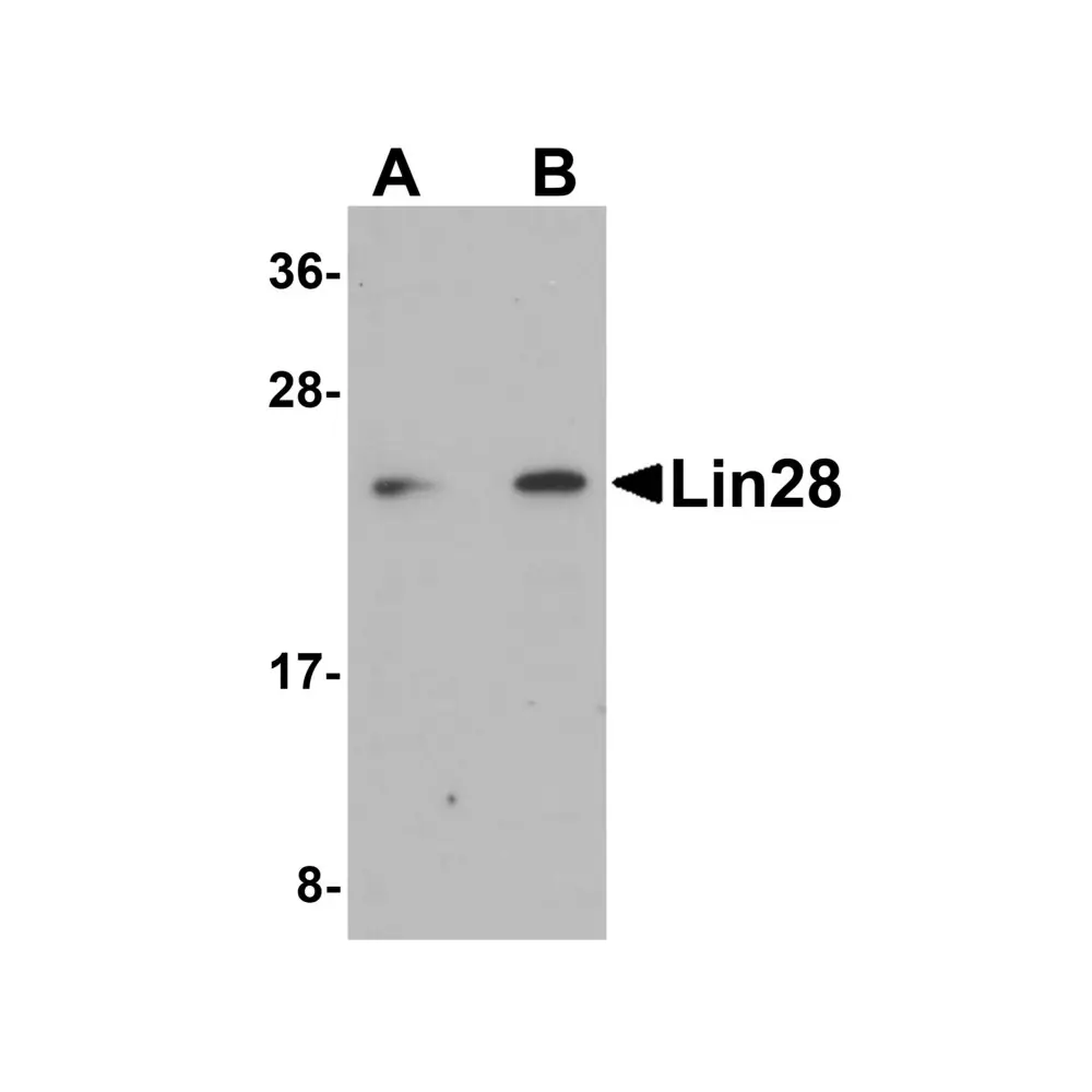 ProSci 5605 Lin28 Antibody, ProSci, 0.1 mg/Unit Primary Image