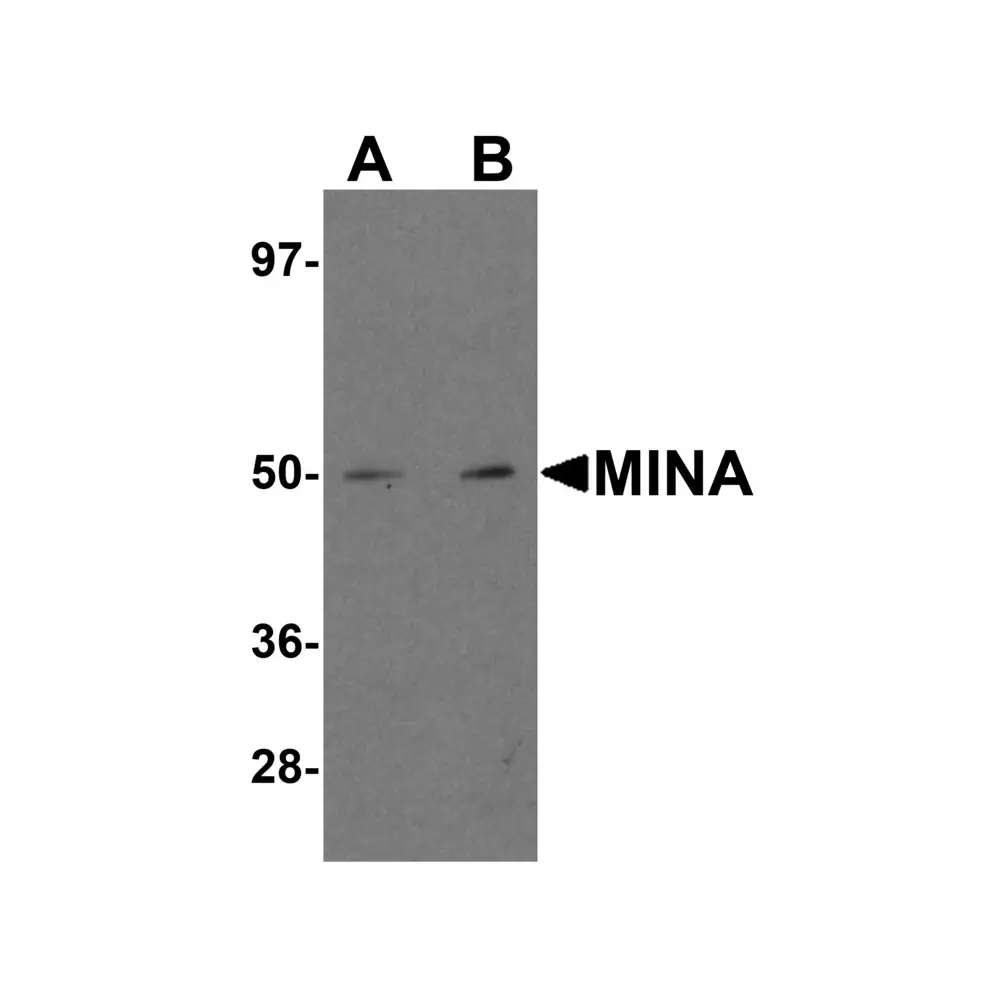 ProSci 5617 MINA Antibody, ProSci, 0.1 mg/Unit Primary Image