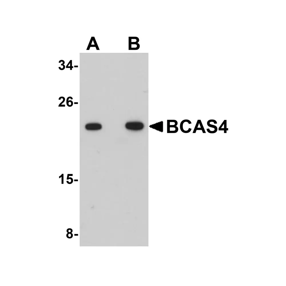 ProSci 5631 BCAS4 Antibody, ProSci, 0.1 mg/Unit Primary Image