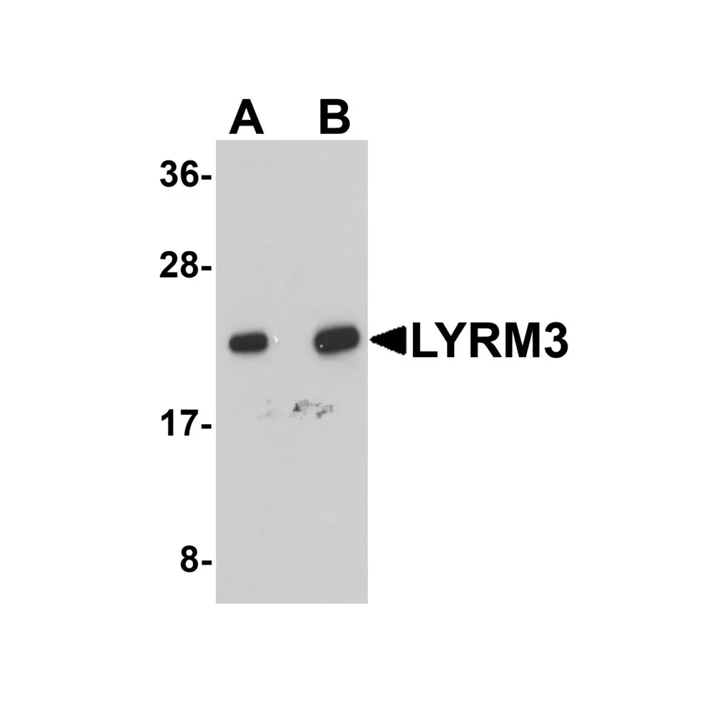 ProSci 5663 LYRM3 Antibody, ProSci, 0.1 mg/Unit Primary Image