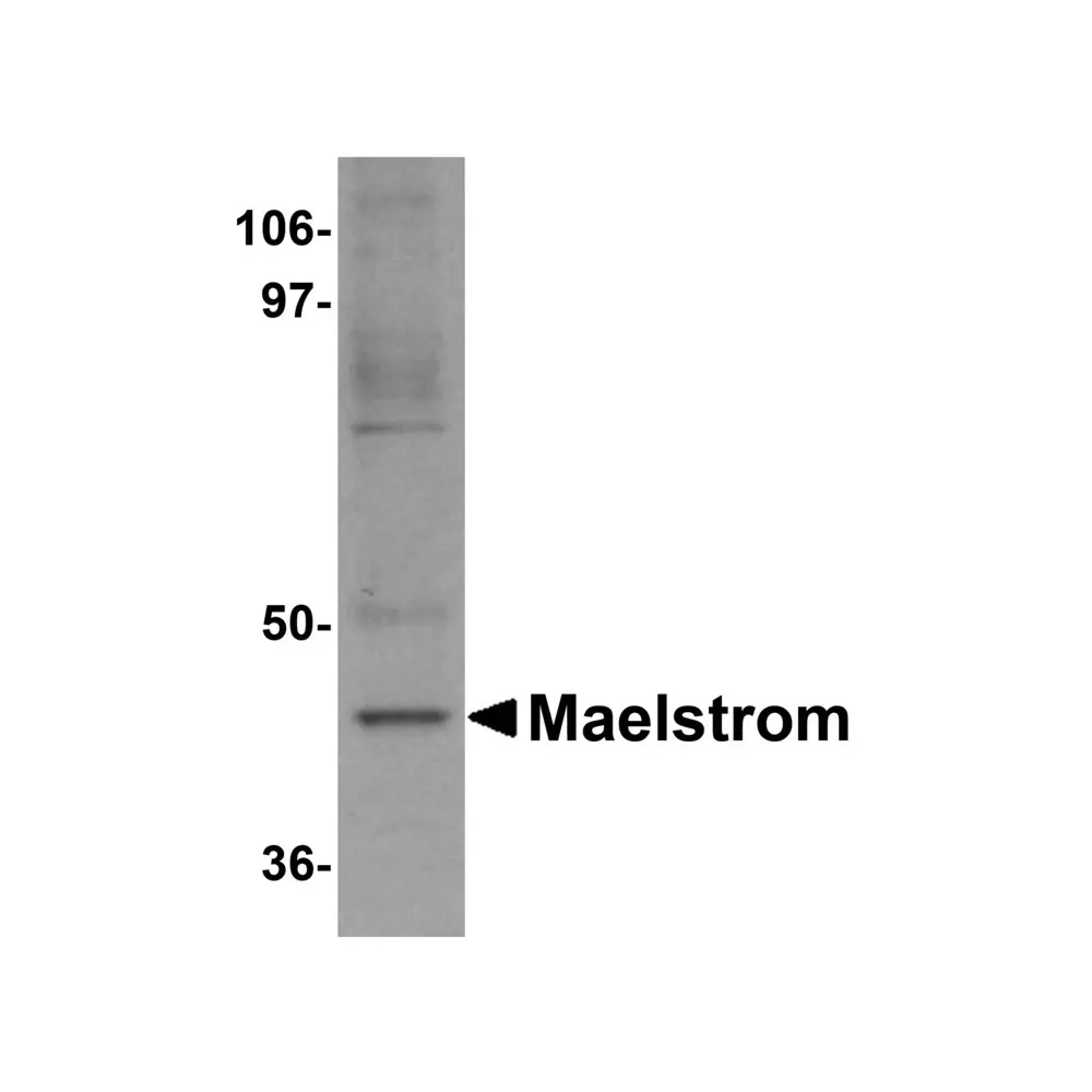 ProSci 5667 Maelstrom Antibody, ProSci, 0.1 mg/Unit Primary Image