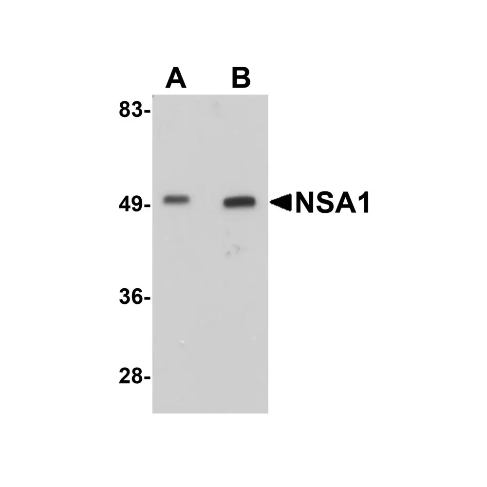 ProSci 5669 NSA1 Antibody, ProSci, 0.1 mg/Unit Primary Image
