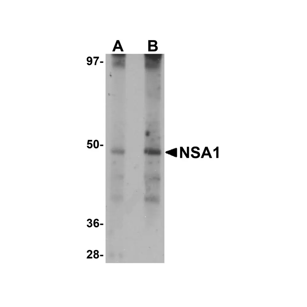 ProSci 5671 NSA1 Antibody, ProSci, 0.1 mg/Unit Primary Image