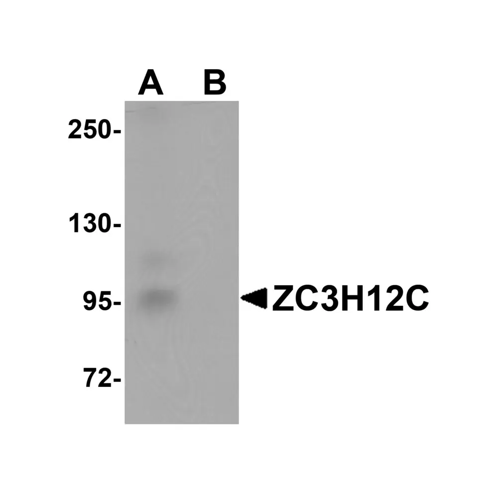 ProSci 5677_S ZC3H12C Antibody, ProSci, 0.02 mg/Unit Primary Image