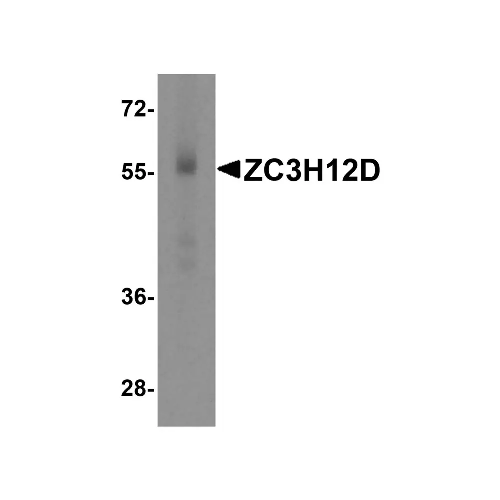 ProSci 5679 ZC3H12D Antibody, ProSci, 0.1 mg/Unit Primary Image