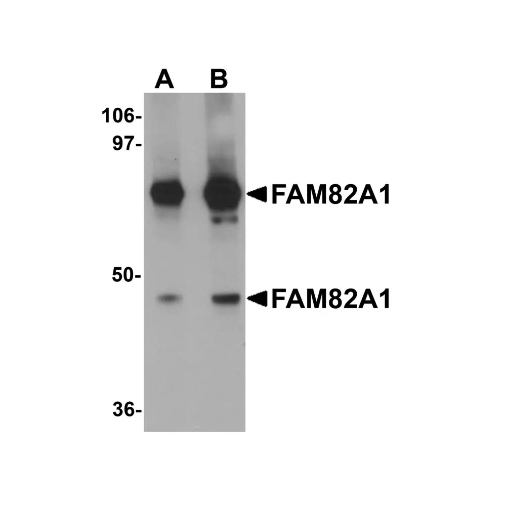 ProSci 5697 FAM82A1 Antibody, ProSci, 0.1 mg/Unit Primary Image